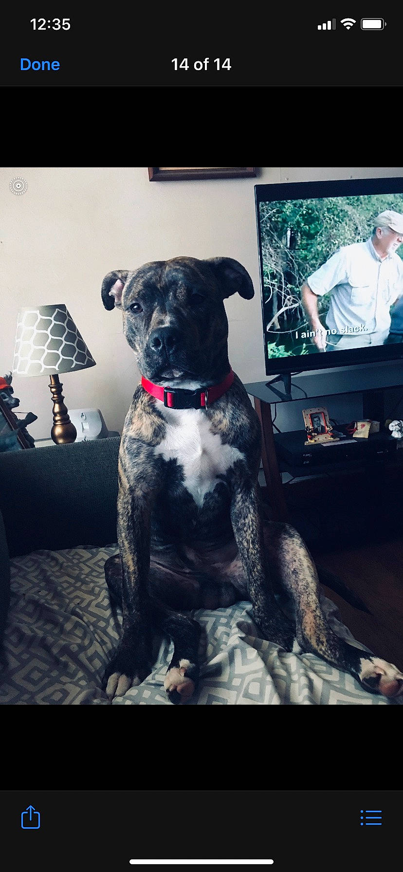 Brutus is registered to the contest to win money with this photo: canidae, carnivore, collar, companion_dog, couch, dog, dog_breed, dog_collar, fawn, fur, guard_dog, lamp, non_sporting_group, snout, sporting_group, t_shirt, toy_dog, window, working_animal, working_dog