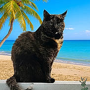 Julia participe au concours pour gagner de l'argent avec cette photo : animal, beach, black_cat, calm, cat, feline, nature, ocean, outdoor, palm_tree, pet, relaxation, sand, serene, shoreline, sitting, sky, sunny, tropical, wildlife