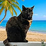 animal, beach, black_cat, calm, cat, feline, nature, ocean, outdoor, palm_tree, pet, relaxation, sand, serene, shoreline, sitting, sky, sunny, tropical, wildlife