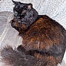 cat, fluffy, black_cat, brown_fur, tail, pet, animal, resting, indoor, blanket, texture, fur, sleepy, cute, cozy, domestic_cat, feline, relaxed, closeup, lying_down