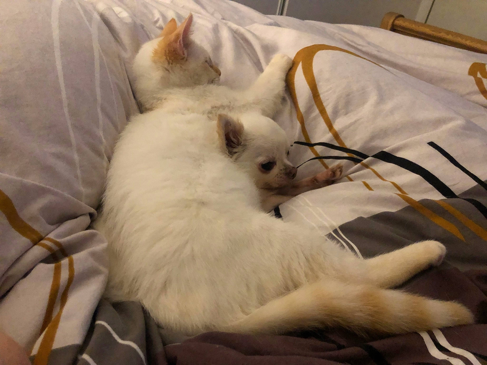 Copain participe au concours pour gagner de l'argent avec cette photo : balinese, bed, bedding, carnivore, cat, claw, comfort, companion_dog, fawn, felidae, fur, linens, nap, paw, small_to_medium_sized_cats, tail, whiskers