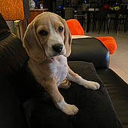 Page a rejoint le concours — aidez-le/la à gagner de superbes lots ! animal, beagle, black_cushion, canine, couch, cozy, cute, dog, domestic_animal, furniture, home, indoor, living_room, looking, orange_chair, pet, puppy, resting, sitting, young_dog