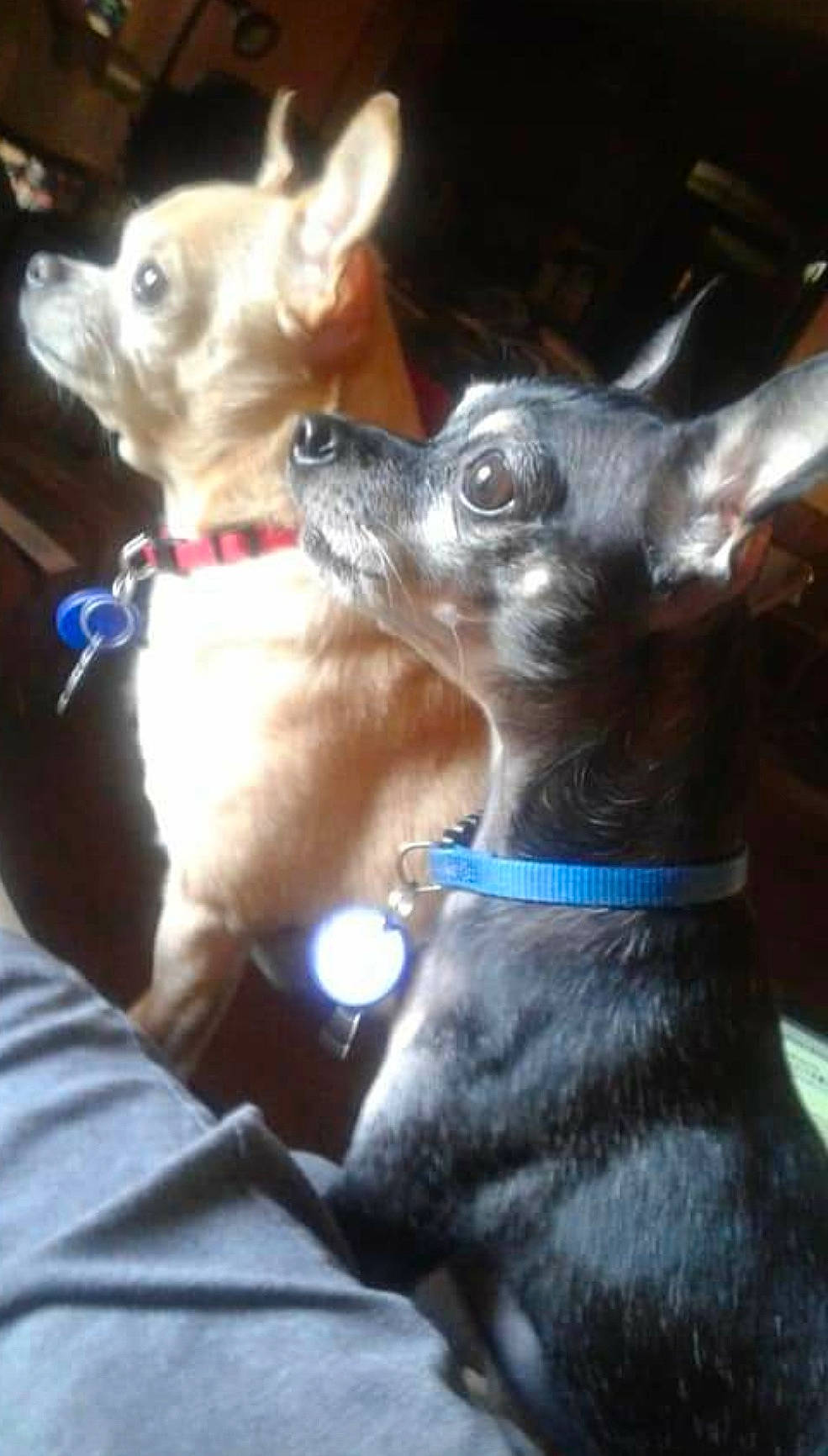 Katie And Tico is registered to the contest to win money with this photo: carnivore, chihuahua, collar, companion_dog, dog, dog_breed, dog_collar, dog_supply, ear, electric_blue, fashion_accessory, fawn, felidae, mammal, snout, sporting_group, toy_dog, vertebrate, whiskers, working_animal