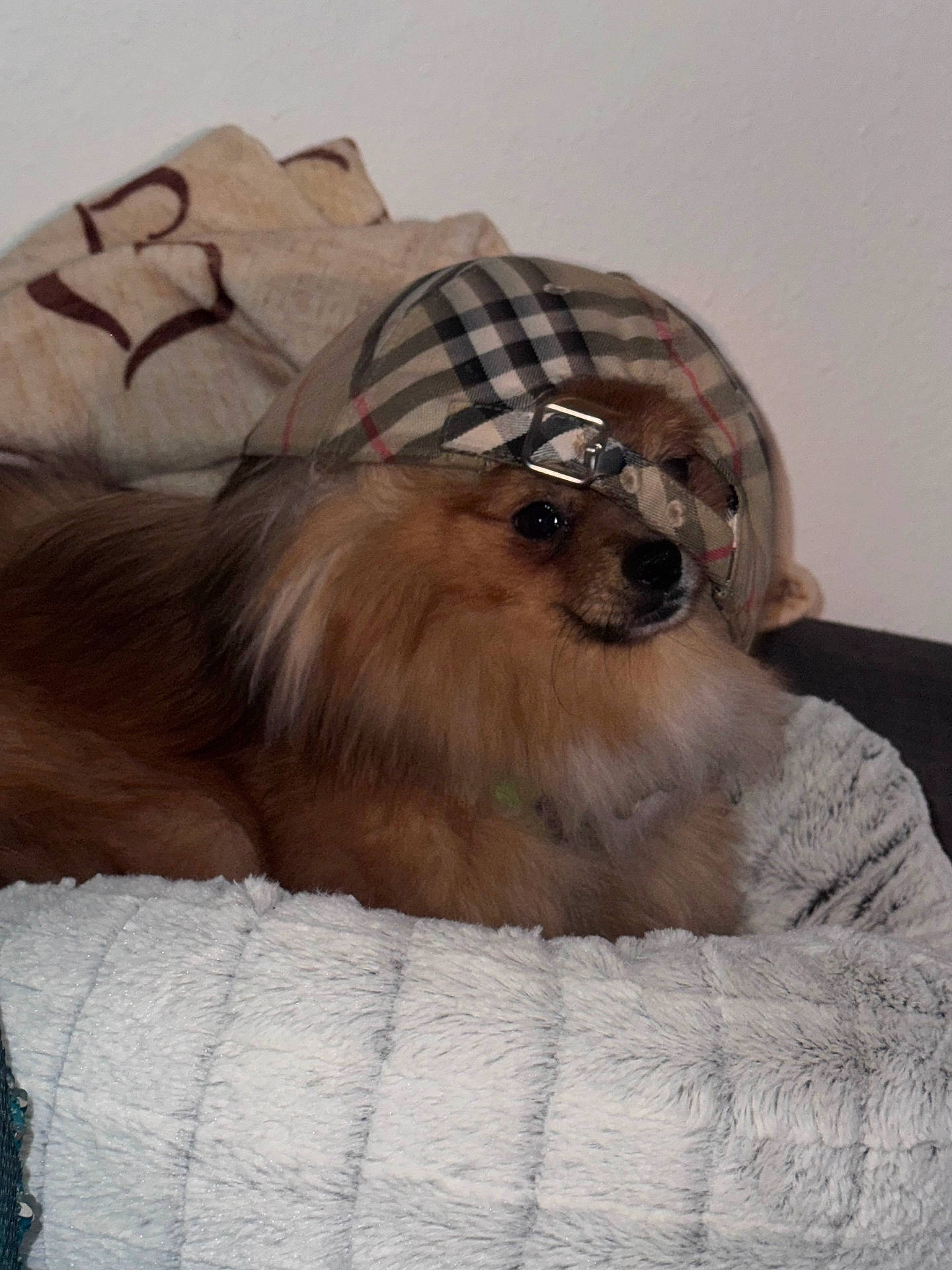 accessories, animal, bed, blanket, canine, clothing, cockerspaniel, couch, cushion, dog, furniture, homedecor, hound, indoors, linen, papillon, pet, puppy, terrier, towel