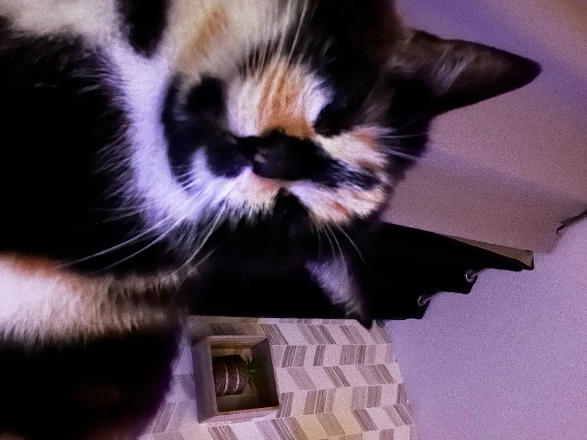 Priska a rejoint le concours — aidez-le/la à gagner de superbes lots ! box, carnivore, cat, claw, comfort, domestic_short_haired_cat, fawn, felidae, fur, gesture, paw, photo_caption, photography, small_to_medium_sized_cats, snout, tail, terrestrial_animal, whiskers