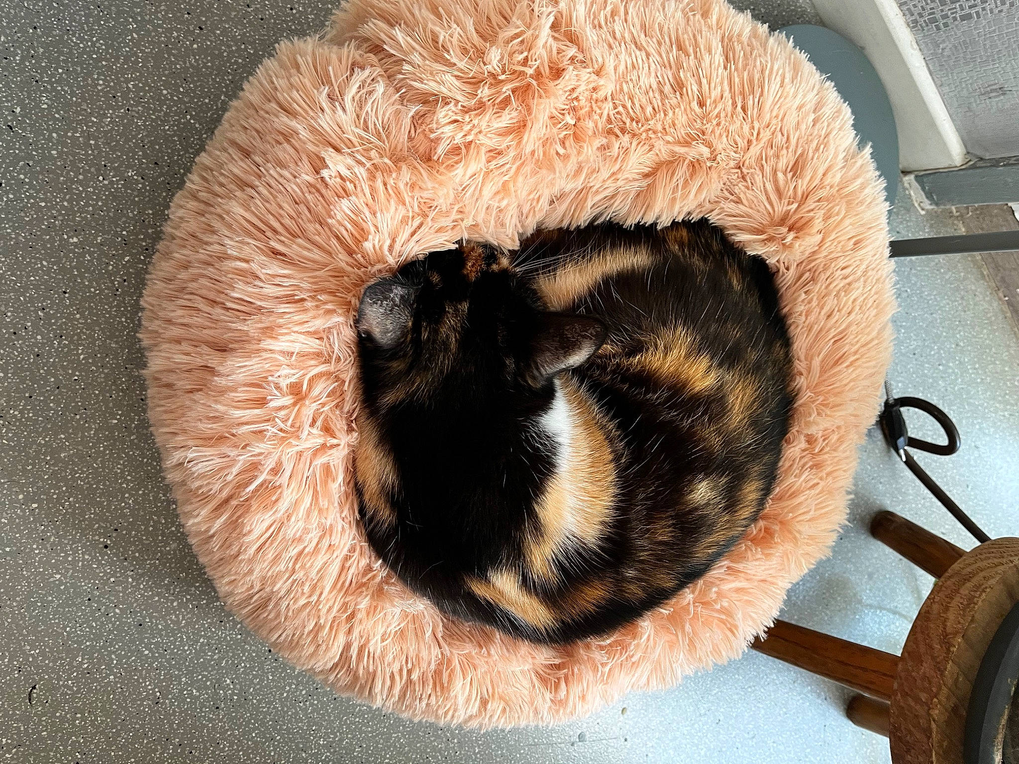 Priska participe au concours pour gagner de l'argent avec cette photo : carnivore, cat, cat_bed, cat_supply, claw, comfort, domestic_short_haired_cat, ear, fawn, felidae, fur, paw, small_to_medium_sized_cats, snout, tail, terrestrial_animal, vertebrate, whiskers