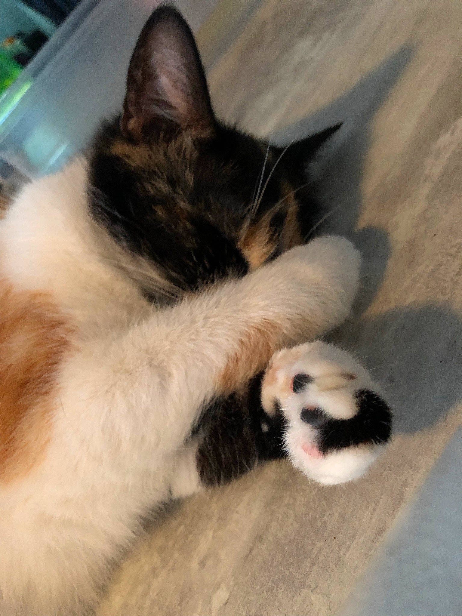 Priska a rejoint le concours — aidez-le/la à gagner de superbes lots ! carnivore, cat, claw, comfort, domestic_short_haired_cat, felidae, foot, fur, nap, paw, small_to_medium_sized_cats, tail, terrestrial_animal, toe, whiskers