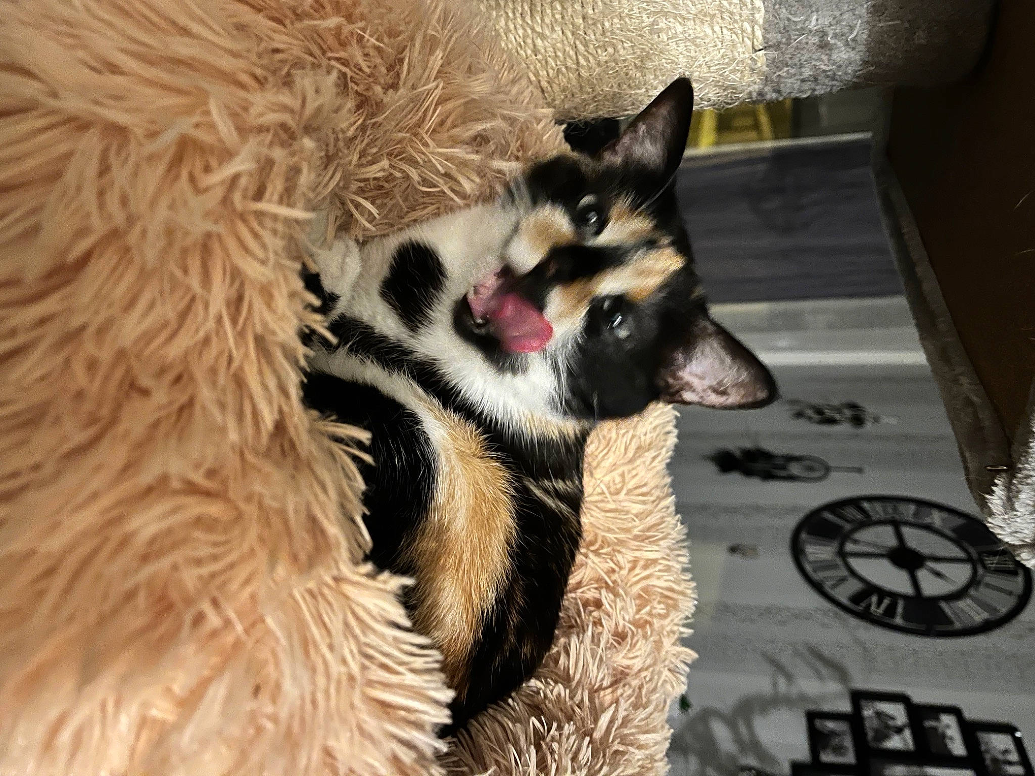 Priska participe au concours pour gagner de l'argent avec cette photo : canidae, carnivore, clock, companion_dog, dartboard, dog, dog_breed, fang, fawn, fur, gauge, paw, plant, snout, terrestrial_animal, whiskers, working_animal, working_dog