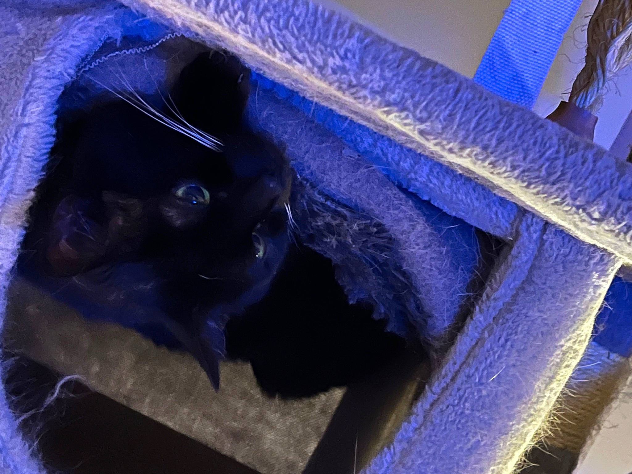 Negresse a rejoint le concours — aidez-le/la à gagner de superbes lots ! auto_part, automotive_tire, automotive_wheel_system, bat, bumper, denim, electric_blue, fashion_accessory, felidae, fur, hat, magenta, metal, pattern, purple, small_to_medium_sized_cats, tints_and_shades, vehicle_door, whiskers, working_animal