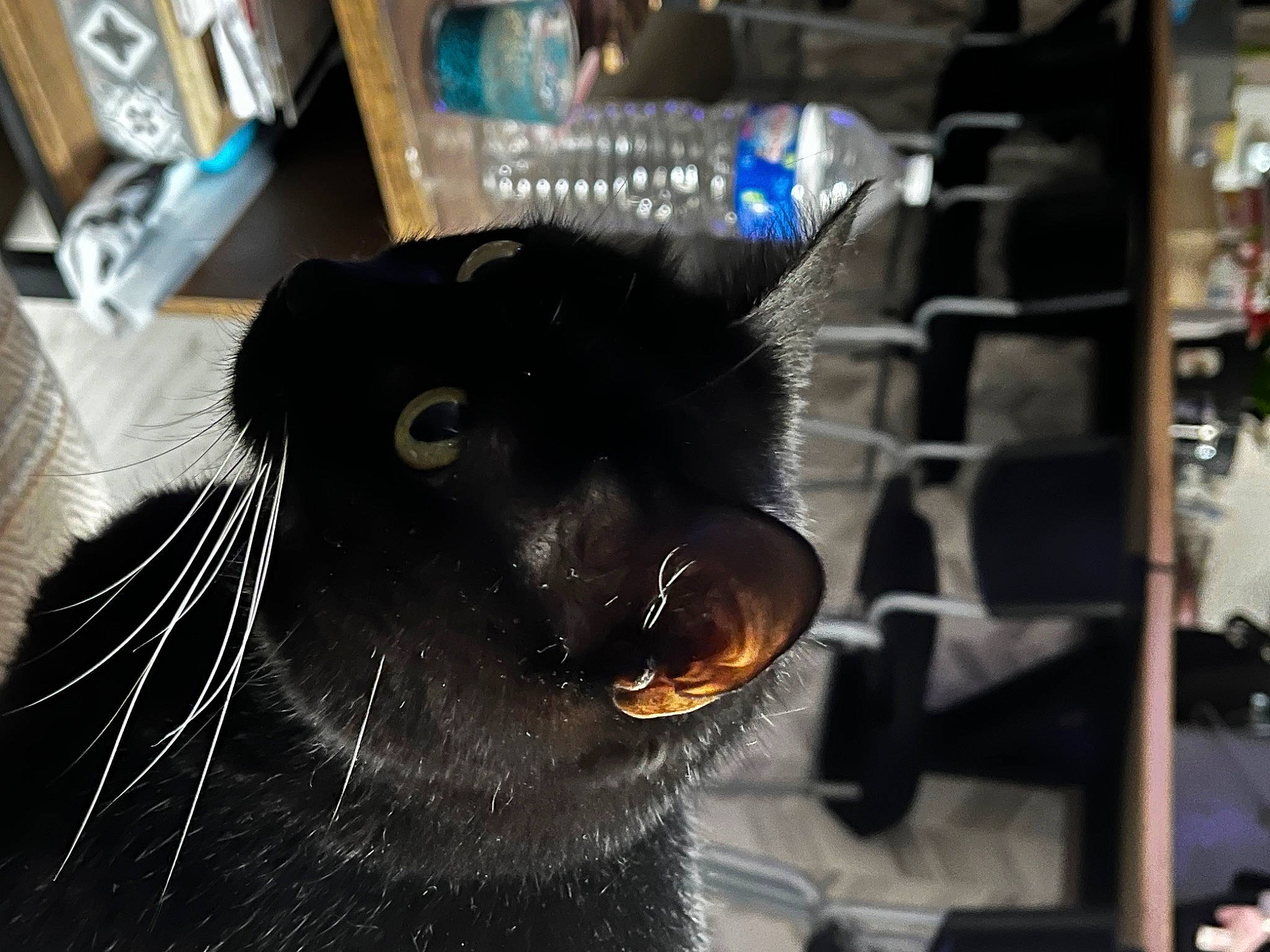 Negresse participe au concours pour gagner de l'argent avec cette photo : black_cat, bombay, carnivore, cat, collar, domestic_short_haired_cat, fang, felidae, fur, pet_supply, roar, small_to_medium_sized_cats, snout, terrestrial_animal, whiskers