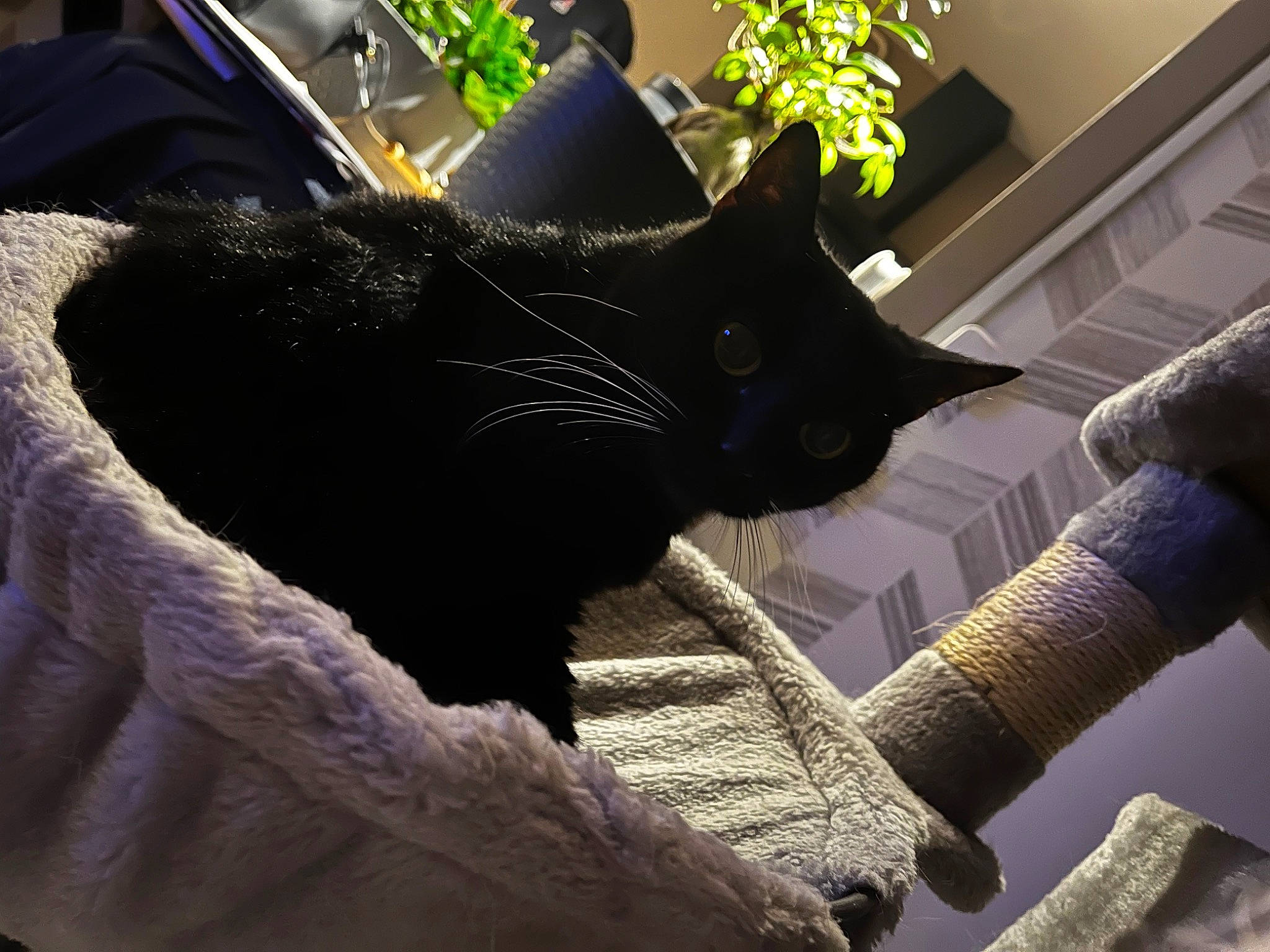 Negresse a rejoint le concours — aidez-le/la à gagner de superbes lots ! black_cat, bombay, carnivore, cat, comfort, domestic_short_haired_cat, felidae, flowerpot, fur, grey, houseplant, light, plant, small_to_medium_sized_cats, snout, tail, tints_and_shades, tree, whiskers, window