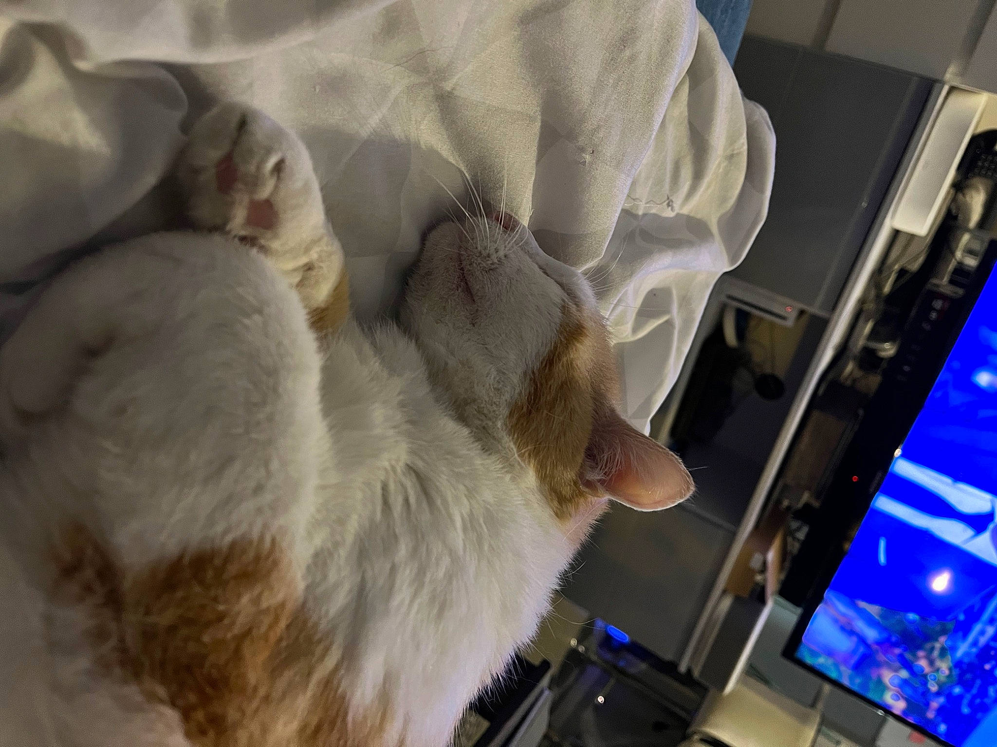 Caramel participe au concours pour gagner de l'argent avec cette photo : canidae, carnivore, cat, comfort, companion_dog, computer, computer_hardware, domestic_short_haired_cat, engineering, felidae, fur, linens, machine, paw, personal_computer, research, small_to_medium_sized_cats, sporting_group, tail, whiskers