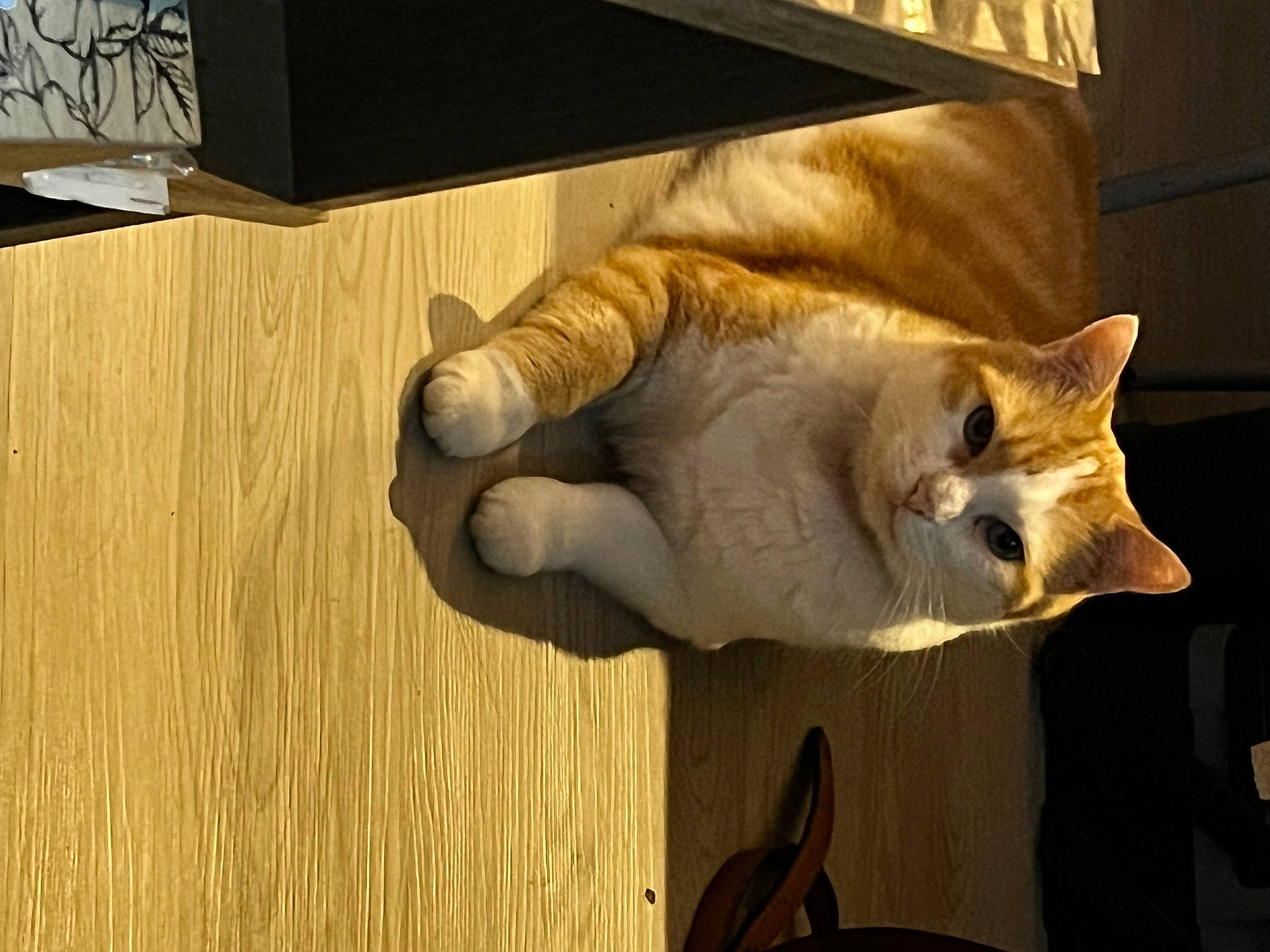 Caramel participe au concours pour gagner de l'argent avec cette photo : carnivore, cat, comfort, domestic_short_haired_cat, fawn, felidae, flooring, fur, hardwood, musical_instrument, paw, room, small_to_medium_sized_cats, table, tail, varnish, whiskers, window, wood, wood_stain