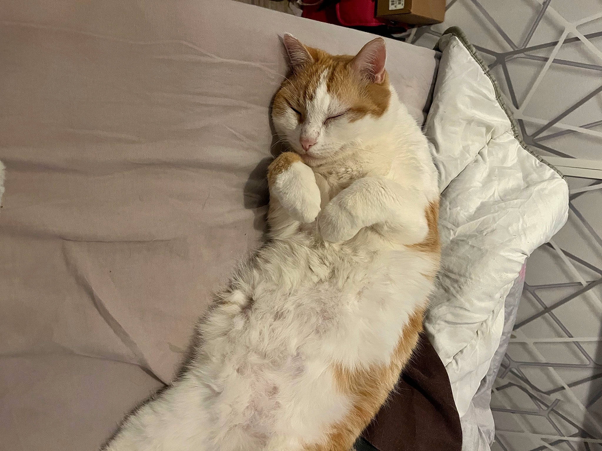 Caramel a rejoint le concours — aidez-le/la à gagner de superbes lots ! bed, carnivore, cat, claw, comfort, domestic_short_haired_cat, fawn, felidae, foot, fur, human_leg, linens, nap, paw, sitting, sleep, small_to_medium_sized_cats, snout, tail, whiskers