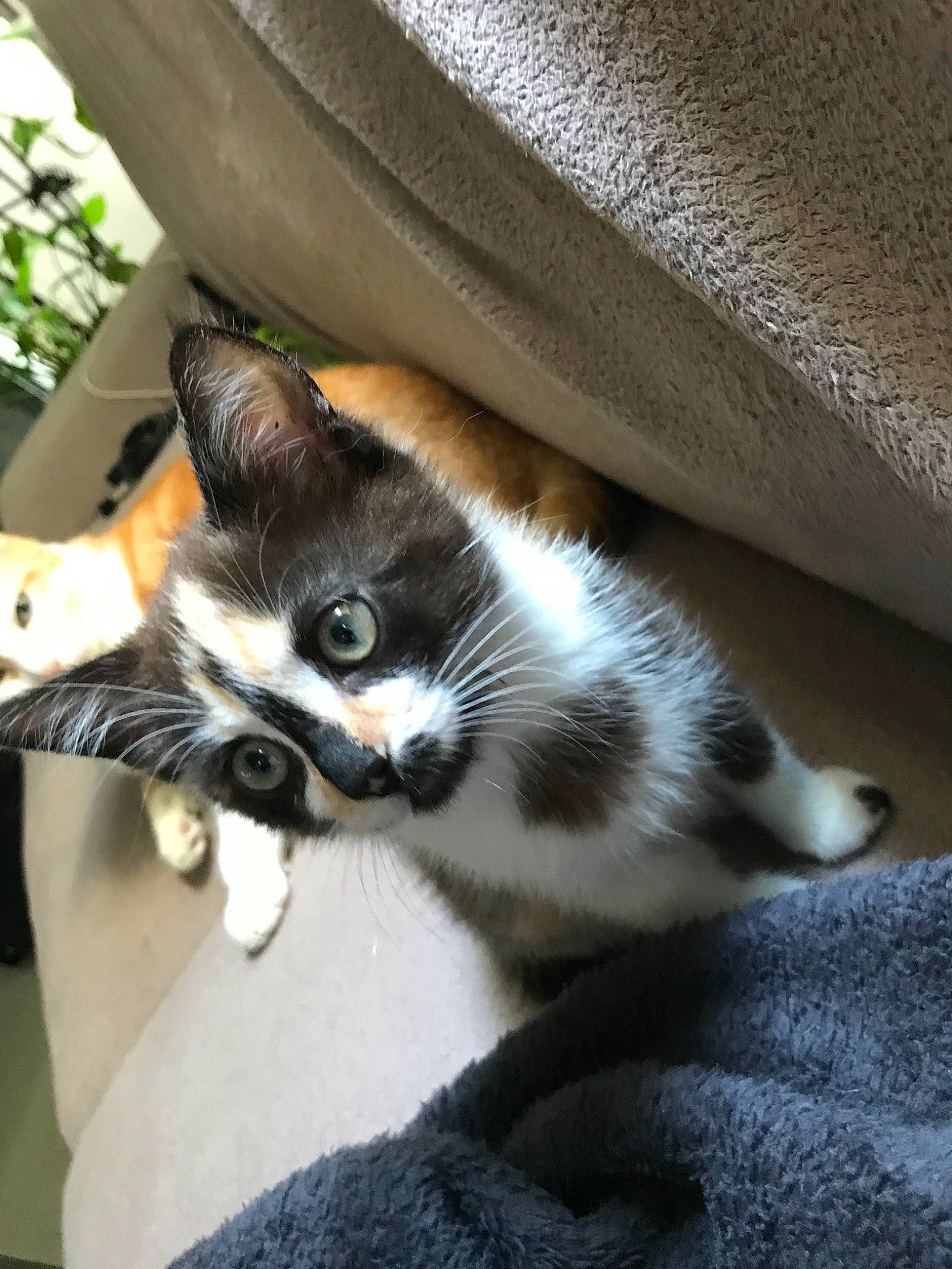 Priska a rejoint le concours — aidez-le/la à gagner de superbes lots ! carnivore, cat, domestic_short_haired_cat, felidae, kitten, mammal, small_to_medium_sized_cats, snowshoe, vertebrate, whiskers