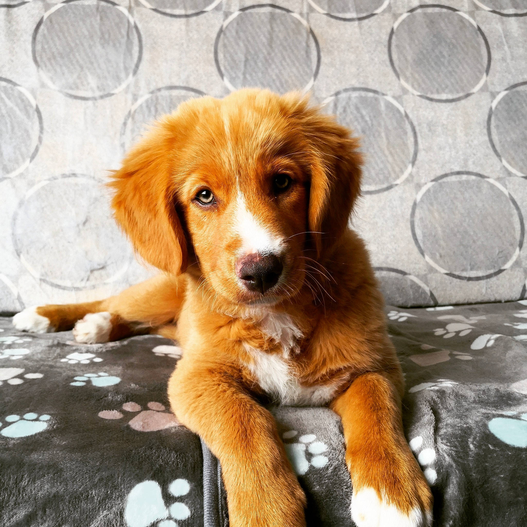 Scott participe au concours pour gagner de l'argent avec cette photo : ancient_dog_breeds, canidae, carnivore, companion_dog, dog, dog_breed, door, fawn, flooring, fur, liver, snout, sporting_group, terrestrial_animal, whiskers