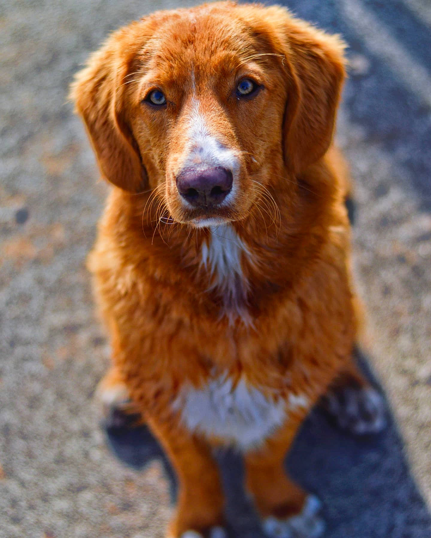 Scott a rejoint le concours — aidez-le/la à gagner de superbes lots ! canidae, carnivore, companion_dog, dog, dog_breed, fawn, fur, gun_dog, hunting_dog, liver, retriever, sporting_group, terrestrial_animal, whiskers, wood