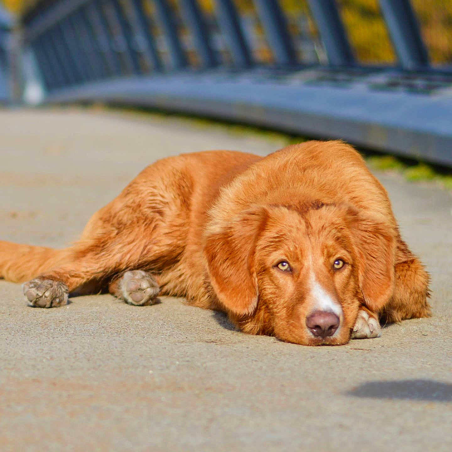 Scott participe au concours pour gagner de l'argent avec cette photo : canidae, carnivore, companion_dog, dog, dog_breed, fawn, fence, fur, gun_dog, liver, retriever, snout, sporting_group, terrestrial_animal, working_dog