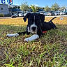 animal, background, black_and_white, curious, cute, daytime, dog, front_paws, grass, lying_down, nature, outdoor, parked_cars, pet, playing, puppy, sky, sunny, tree, young_dog