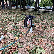 Balko participe au concours pour gagner de l'argent avec cette photo : animal, autumn_leaves, background_cars, black_and_white, canine, collar, daylight, dog, grass, leaf_litter, leash, nature, outdoor, park, pet, playful, puppy, running, trees, young