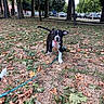 animal, autumn_leaves, background_cars, black_and_white, canine, collar, daylight, dog, grass, leaf_litter, leash, nature, outdoor, park, pet, playful, puppy, running, trees, young
