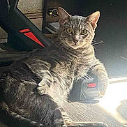 Milo joined the competition — help win amazing prizes! animal, casual, cat, cute, domestic_cat, ears, eyes, feline, floor, gray_tabby, house_pet, indoor, paw, pet, relaxed, resting, striped, sunlight, whiskers, wooden_floor