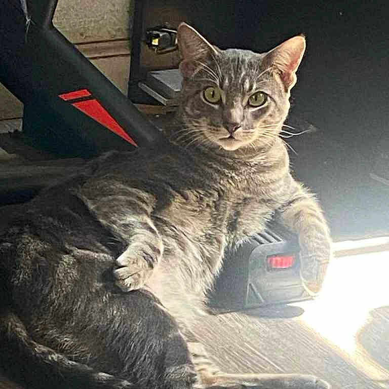 Milo joined the competition — help win amazing prizes! animal, casual, cat, cute, domestic_cat, ears, eyes, feline, floor, gray_tabby, house_pet, indoor, paw, pet, relaxed, resting, striped, sunlight, whiskers, wooden_floor