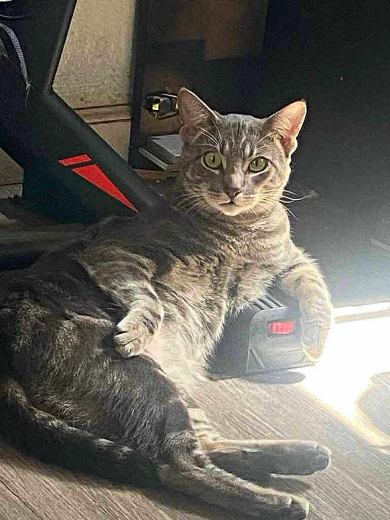 Milo