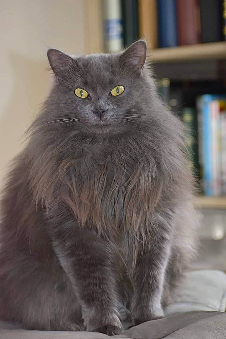 Daenerys a rejoint le concours — aidez-le/la à gagner de superbes lots ! black_cat, bookcase, british_longhair, carnivore, cat, domestic_short_haired_cat, felidae, fur, grey, iris, publication, shelf, small_to_medium_sized_cats, snout, tail, terrestrial_animal, whiskers