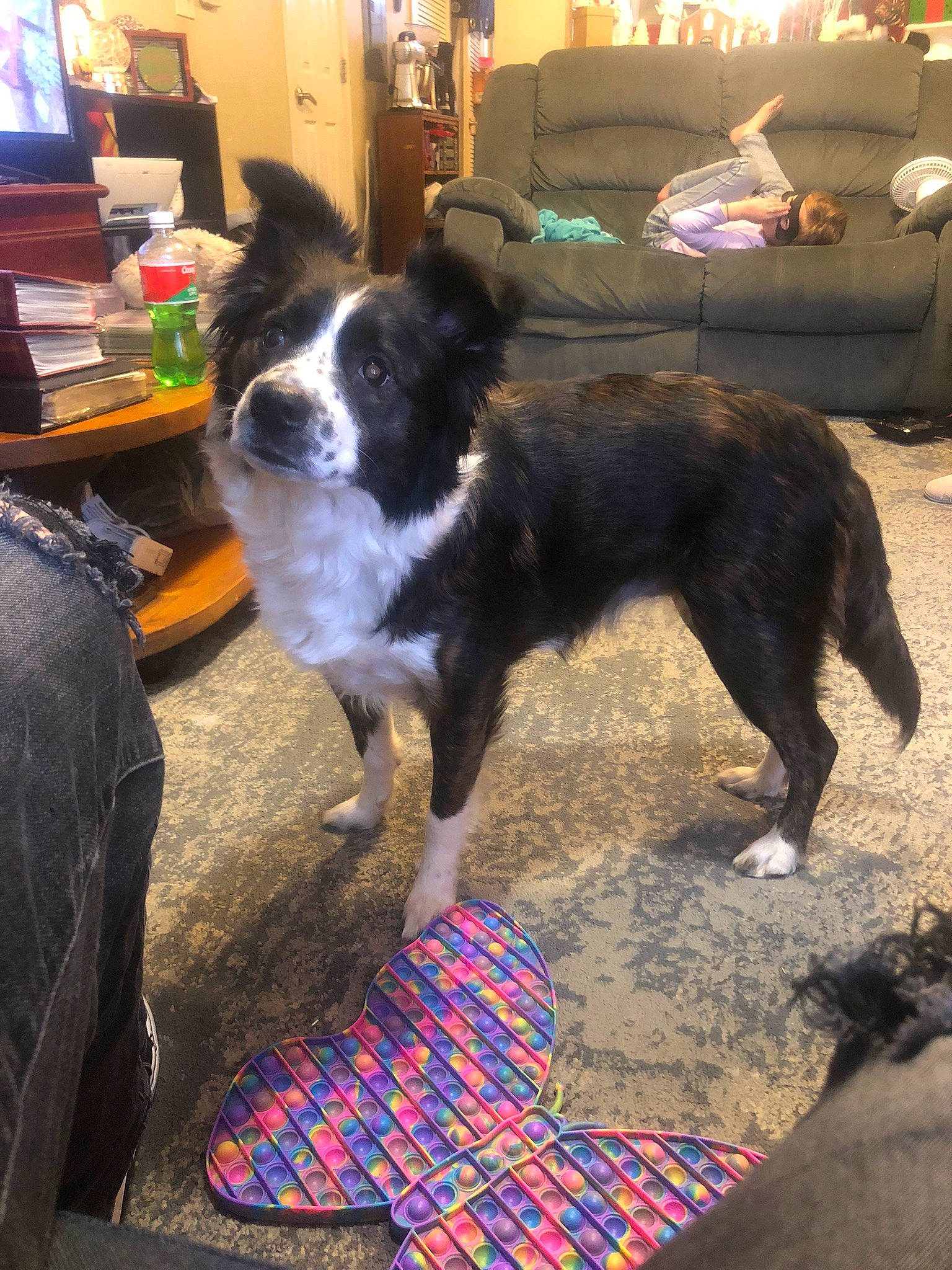 Stephanie joined the competition — help win amazing prizes! carnivore, chair, companion_dog, computer_keyboard, computer_monitor, couch, desk, display_device, dog, dog_breed, flooring, fur, furniture, herding_dog, picture_frame, snout, sporting_group, table, tartan, television