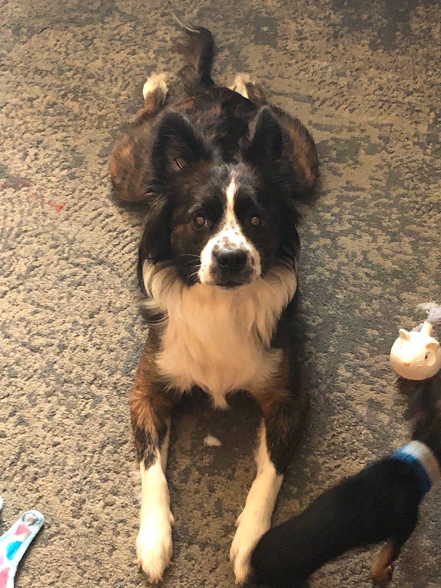 Stephanie is registered to the contest to win money with this photo: australian_collie, australian_shepherd, border_collie, companion_dog, dog, dog_breed, fur, gun_dog, herding_dog, mammal, shadow, soil, tints_and_shades, whiskers, working_dog