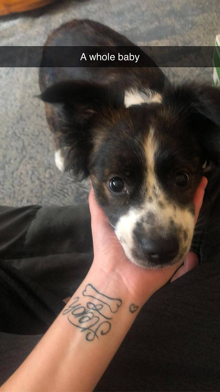 Stephanie is registered to the contest to win money with this photo: carnivore, companion_dog, cover_up, dog, dog_breed, elbow, flesh, font, foot, fur, herding_dog, human_leg, paw, sleeve, tattoo, temporary_tattoo, thigh, whiskers, working_dog, wrist