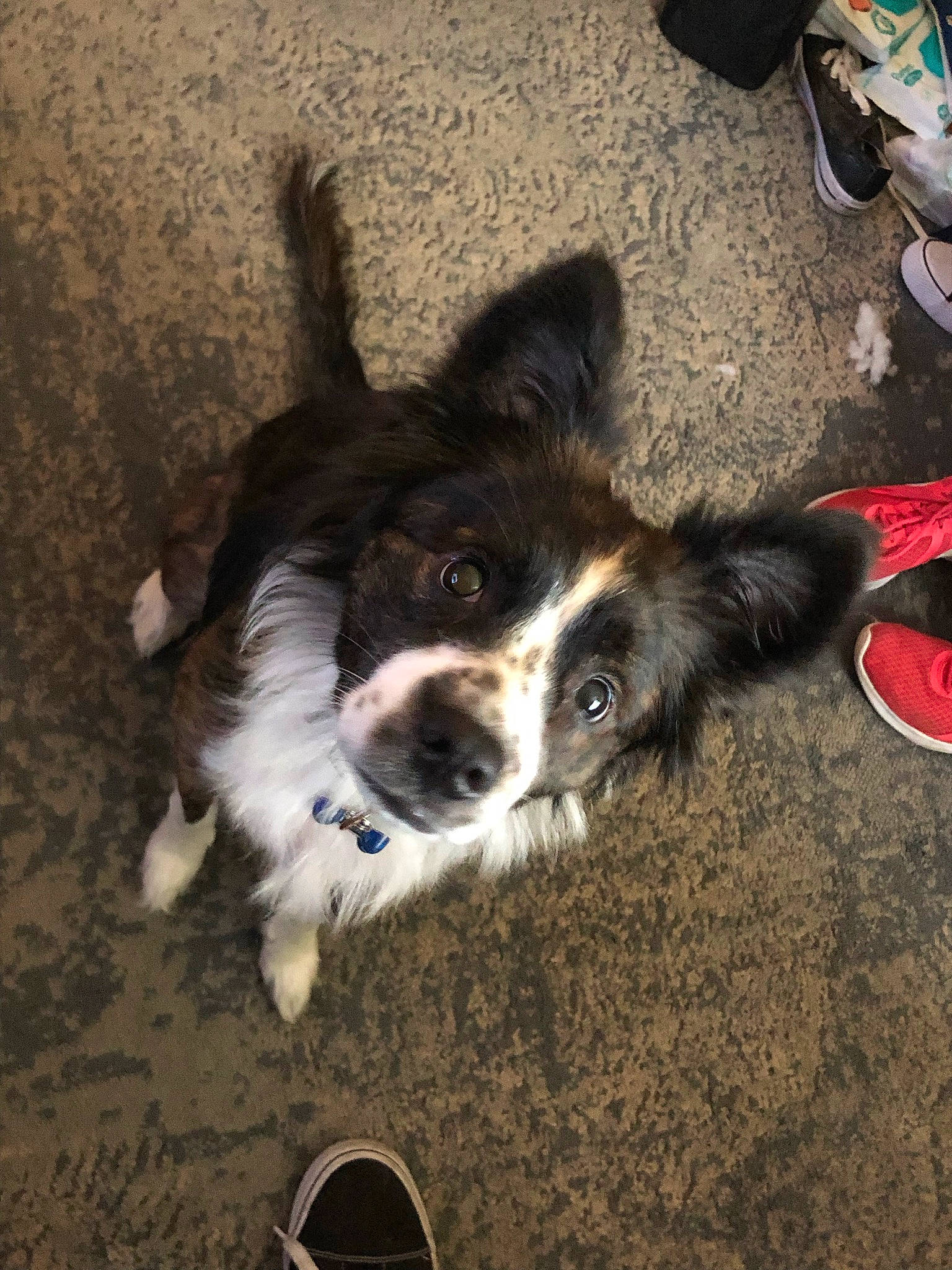 Stephanie joined the competition — help win amazing prizes! canidae, carnivore, companion_dog, dog, dog_breed, foot, fur, grass, herding_dog, paw, plant, puppy, shadow, snout, soil, sporting_group, terrestrial_animal, whiskers, working_animal, working_dog