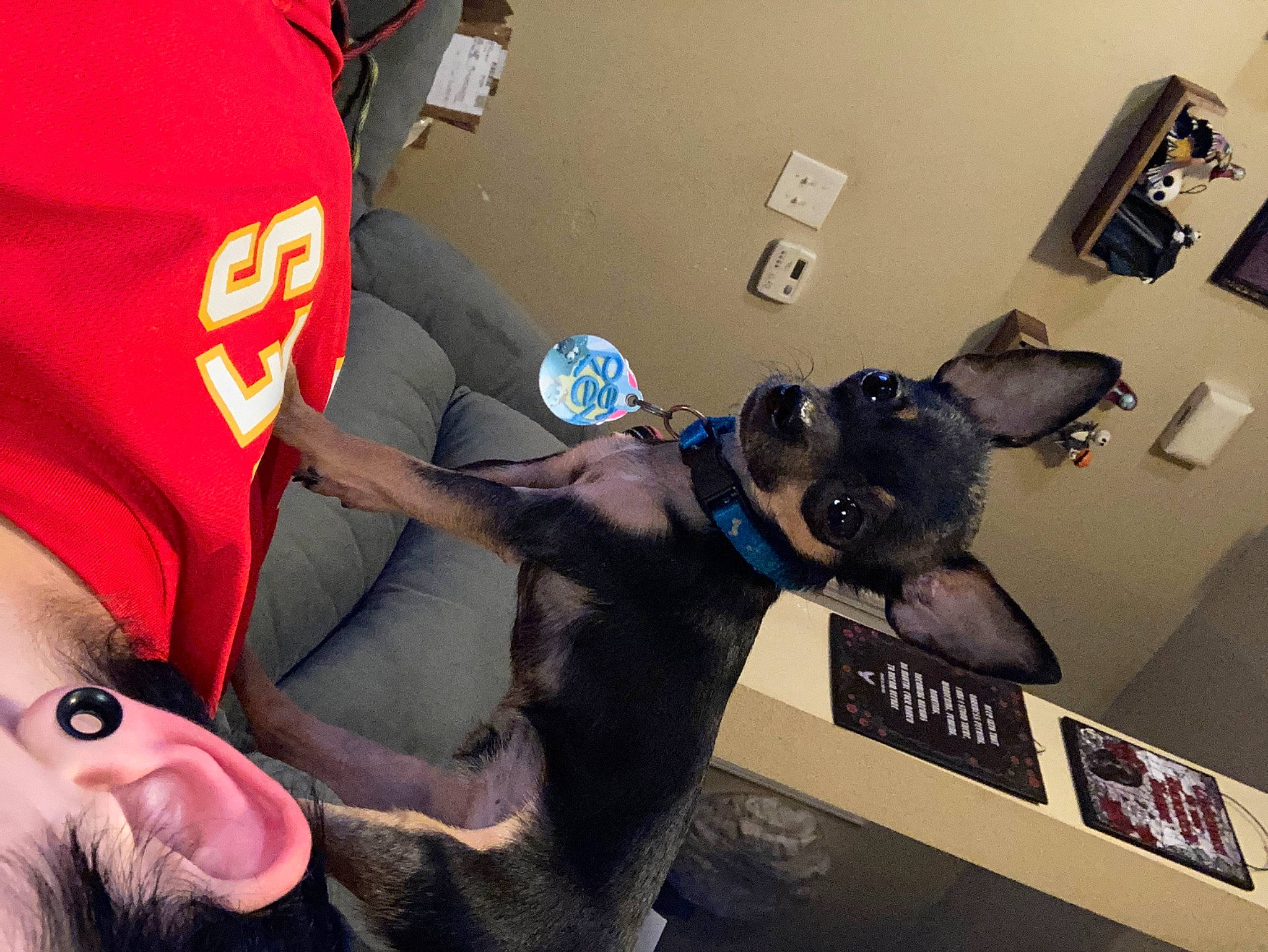 Dobby joined the competition — help win amazing prizes! canidae, carnivore, comfort, companion_dog, cool, couch, dog, dog_breed, ear, eyewear, fawn, fun, fur, gadget, gesture, personal_protective_equipment, picture_frame, snout, t_shirt, toy