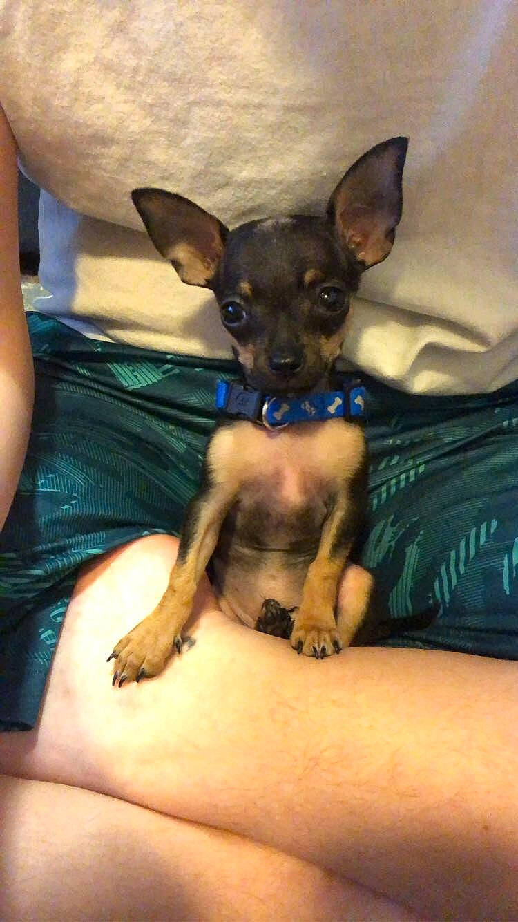 Dobby joined the competition — help win amazing prizes! canidae, carnivore, chihuahua, comfort, companion_dog, dog, dog_breed, dog_supply, ear, fawn, fur, human_leg, paw, sitting, snout, sporting_group, thigh, toy_dog, whiskers, working_animal