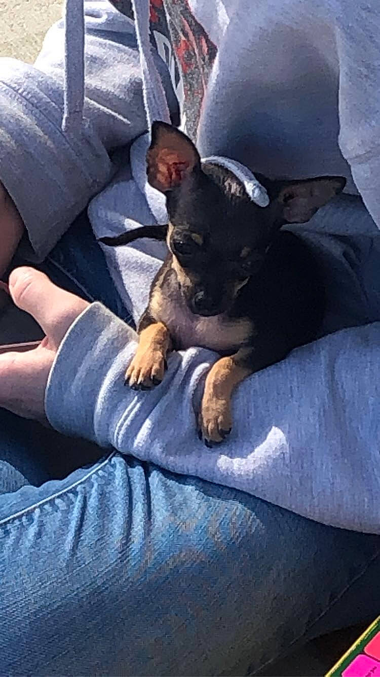 Dobby is registered to the contest to win money with this photo: blue, canidae, carnivore, comfort, companion_dog, couch, dog, dog_breed, ear, fawn, grey, lap, leg, linens, sitting, snout, sporting_group, toy_dog, whiskers, working_animal