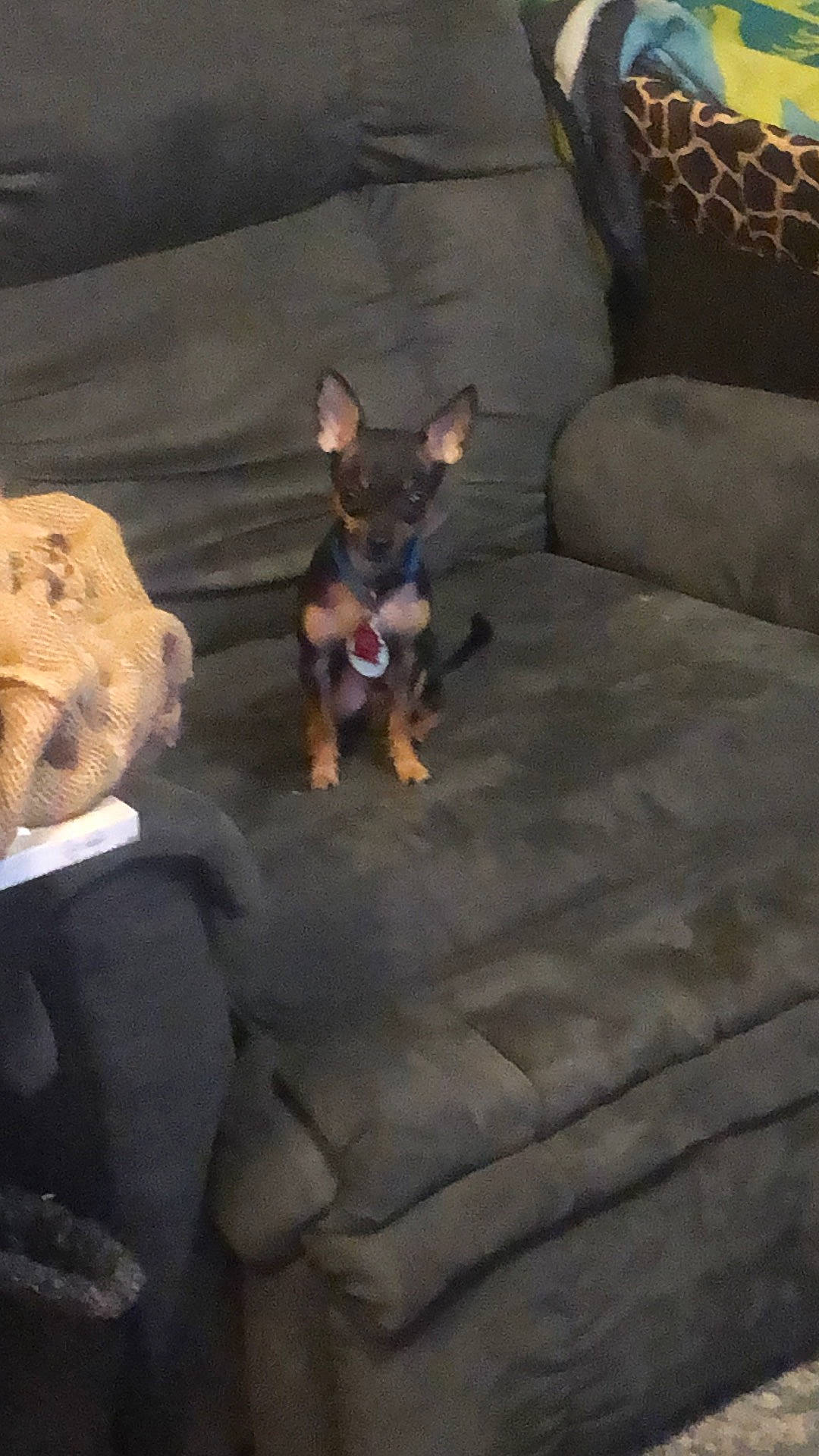 Dobby joined the competition — help win amazing prizes! carnivore, comfort, companion_dog, couch, dog, dog_breed, fawn, felidae, flooring, fun, fur, grey, sitting, snout, sporting_group, tail, toy_dog, tree, whiskers, working_animal