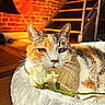 animal, blanket, bouquet, brick_wall, calico_cat, cat, close_up, ears, feline, flower, green_eyes, home, indoor, pet, portrait, relaxed, rose, staircase, warm_lighting, whiskers