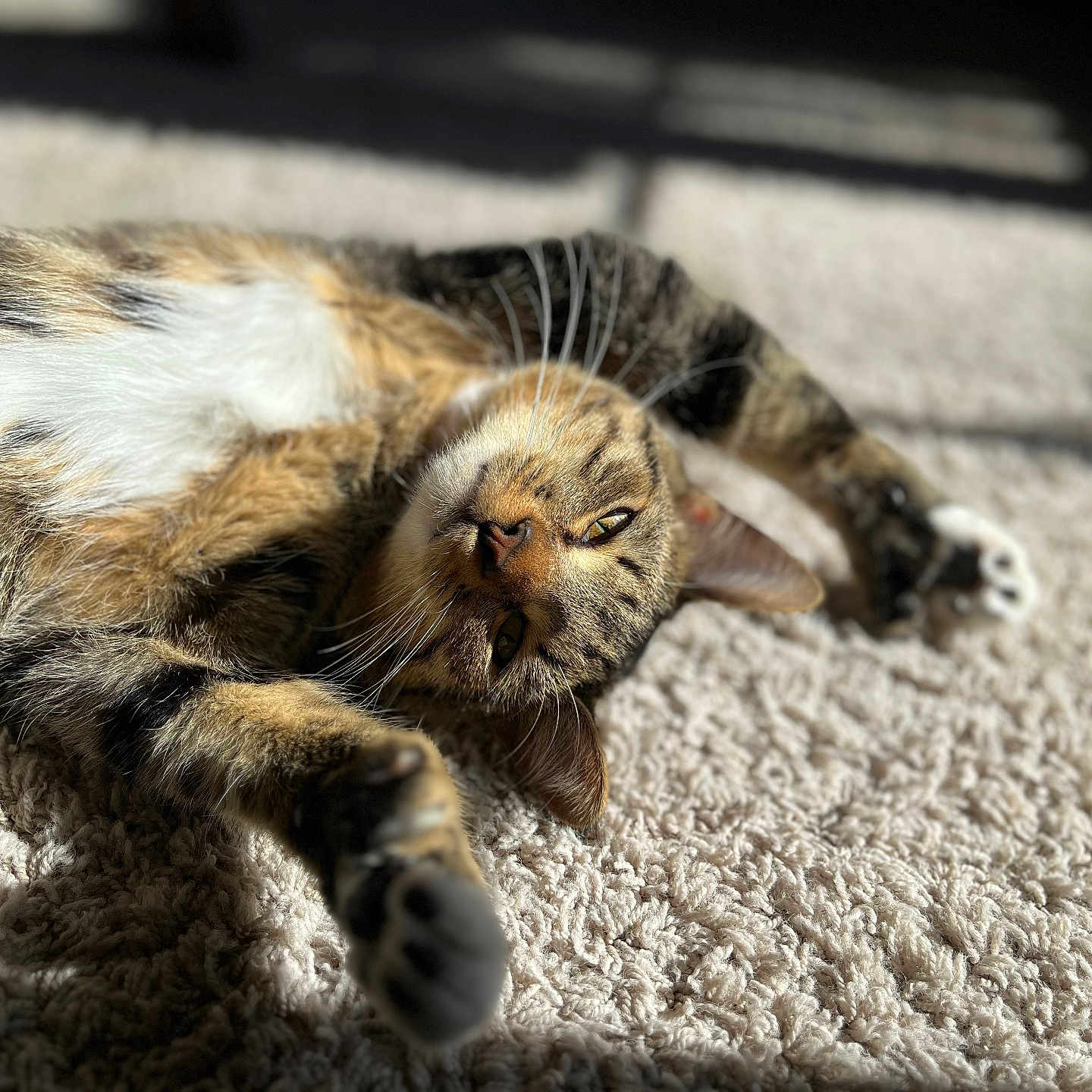 Digits is registered to the contest to win money with this photo: abyssinian, animal, cat, claw, couch, electronics, furniture, hardware, hardwood, hook, kitten, manx, person, pet, siamese, sleeping, wood
