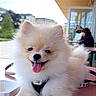 dog, puppy, pomeranian, fluffy, cream_colored, outdoor, cafe, sitting, happy, smiling, tongue_out, pet, collar, chew_toy, pink_toy, dog_treats, table, people, building, portrait