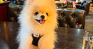 Gucci participe au concours pour gagner de l'argent avec cette photo : dog, pomeranian, small_dog, fluffy, white_fur, cute, tongue_out, sitting, pet, collar, harness, cafe, table, coffee, espresso, cup, motorcycle, vintage, indoor, portrait