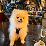 dog, pomeranian, small_dog, fluffy, white_fur, cute, tongue_out, sitting, pet, collar, harness, cafe, table, coffee, espresso, cup, motorcycle, vintage, indoor, portrait