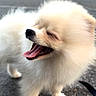 Gucci participe au concours pour gagner de l'argent avec cette photo : dog, puppy, fluffy, white_fur, small_dog, open_mouth, tongue_out, happy, smiling, outdoor, street, pavement, vintage_car, convertible, black_car, vehicle, stone_wall, daylight, portrait, pet