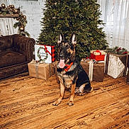 Diesel joined the competition — help win amazing prizes! dog, german_shepherd, christmas_tree, presents, gift_boxes, wooden_floor, leather_couch, holiday_decor, festive, indoor, pet, animal, decorations, ribbon, pine, greenery, cozy, living_room, celebration, seasonal