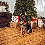 dog, german_shepherd, christmas_tree, presents, gift_boxes, wooden_floor, leather_couch, holiday_decor, festive, indoor, pet, animal, decorations, ribbon, pine, greenery, cozy, living_room, celebration, seasonal