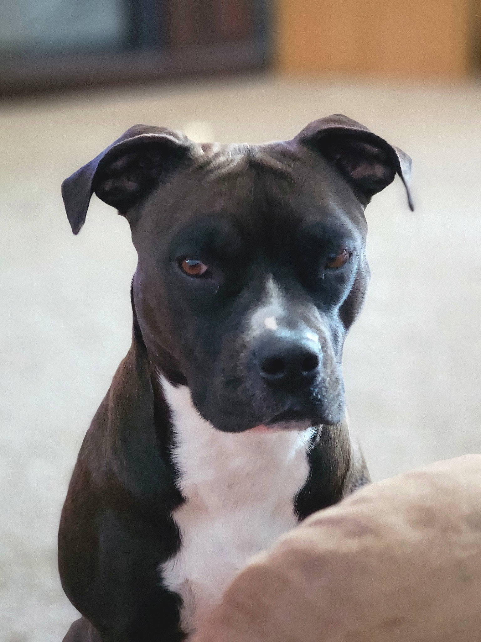 Kiara Christine joined the competition — help win amazing prizes! boxer, canidae, carnivore, collar, companion_dog, dog, dog_breed, dog_collar, fawn, non_sporting_group, snout, sporting_group, terrestrial_animal, whiskers, working_animal, working_dog