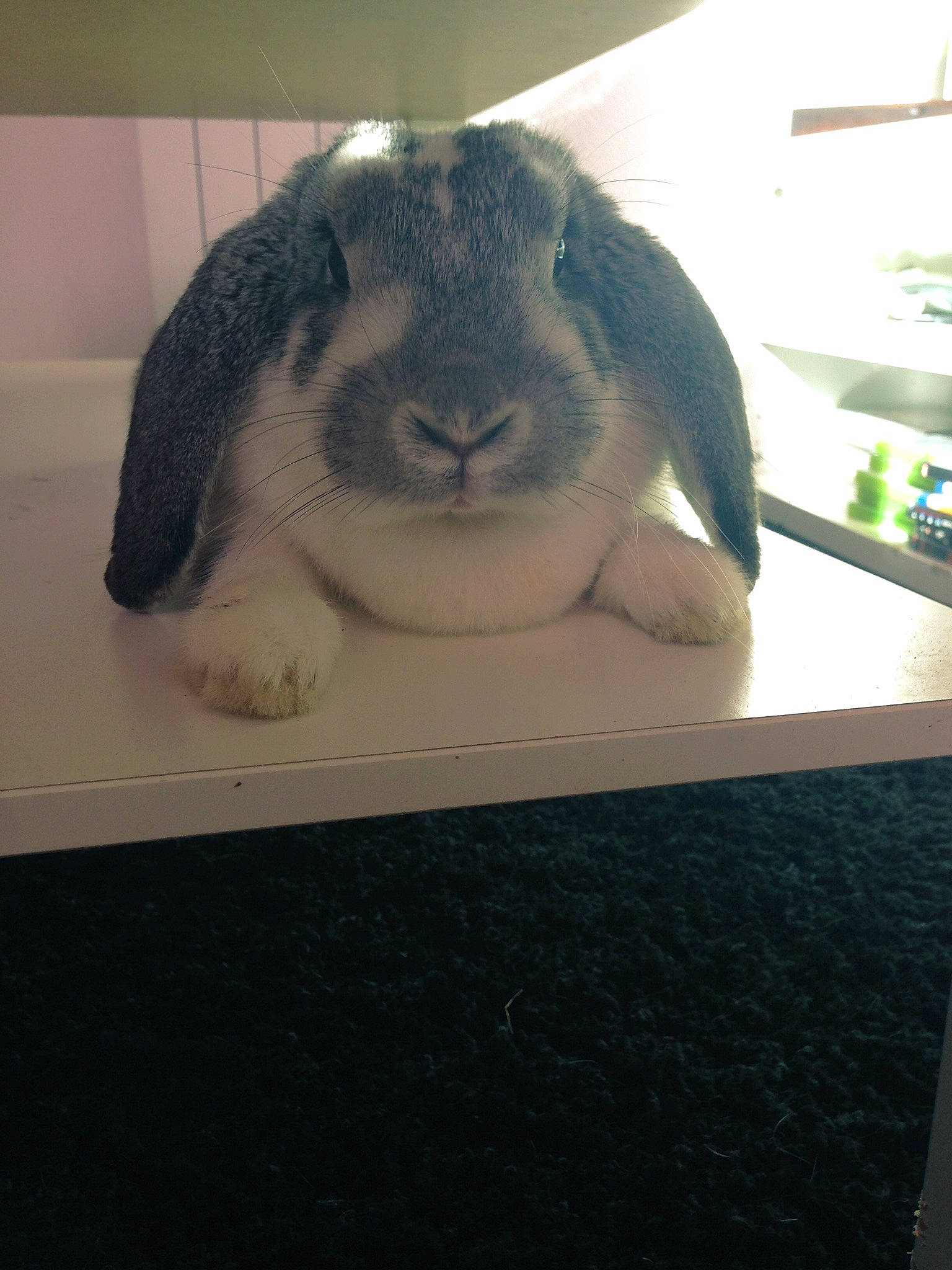 Crapouille a rejoint le concours — aidez-le/la à gagner de superbes lots ! domestic_rabbit, ear, fur, hare, rabbit, rabbits_and_hares, snout, whiskers
