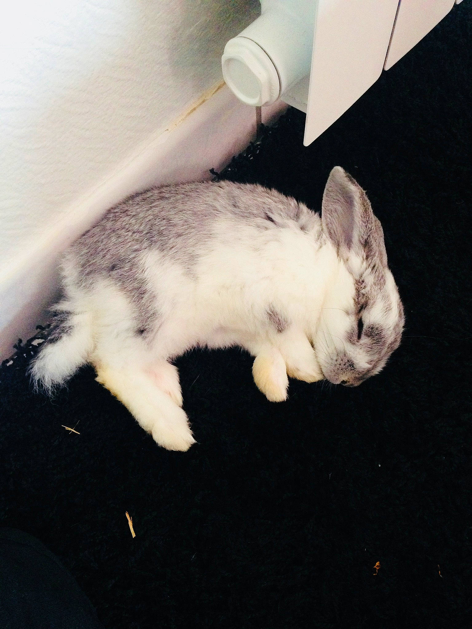 Crapouille participe au concours pour gagner de l'argent avec cette photo : cat, domestic_rabbit, ear, hare, rabbit, rabbits_and_hares, skin, sky, tail, whiskers