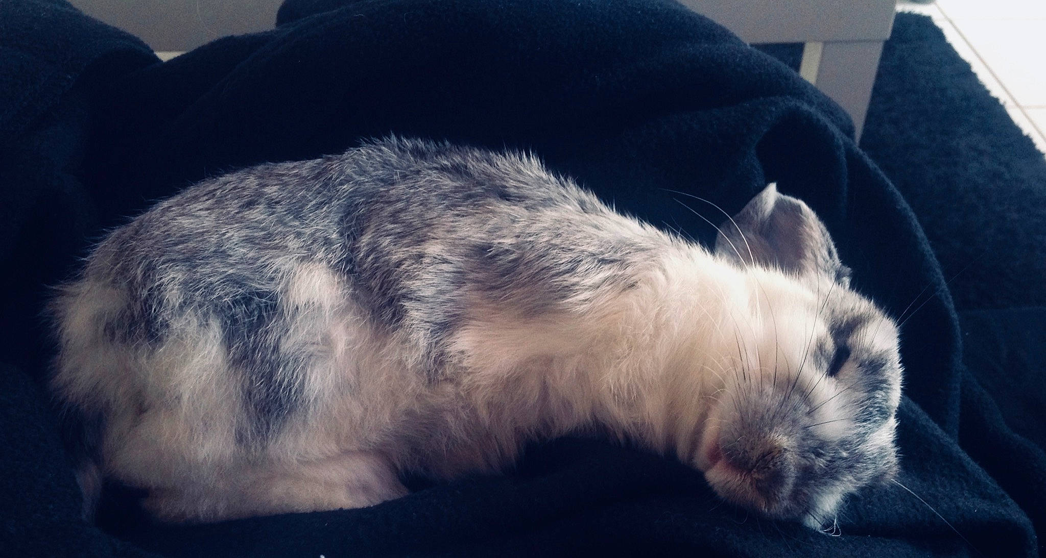 Crapouille a rejoint le concours — aidez-le/la à gagner de superbes lots ! canidae, carnivore, cat, domestic_rabbit, ear, felidae, fur, nap, rabbit, rabbits_and_hares, sleep, small_to_medium_sized_cats, whiskers