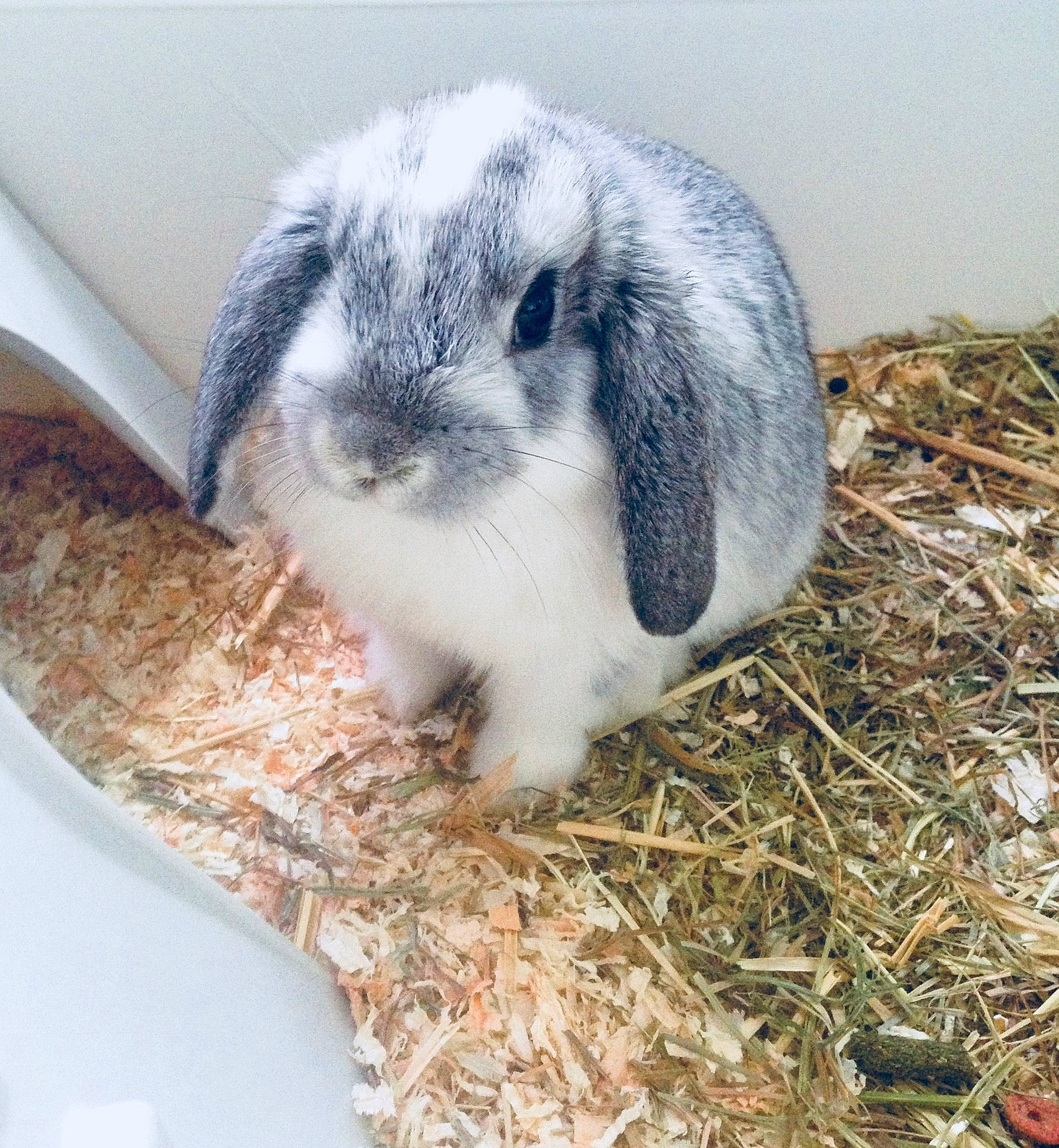Crapouille participe au concours pour gagner de l'argent avec cette photo : domestic_rabbit, ear, hare, plant, rabbit, rabbits_and_hares, wildlife